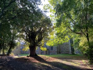 400 year old Chestnut tree in front of All Saints Church Kirkby Mallory