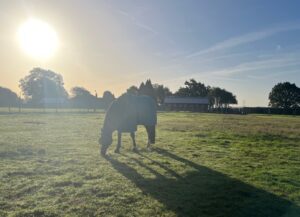 Sunrise on a bright morning rural walk with horse in foreground