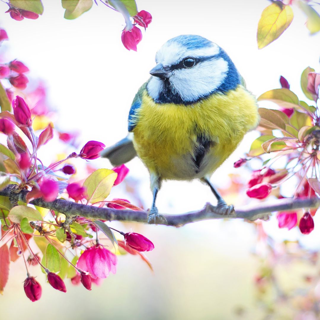 Blue tit in blossom tree