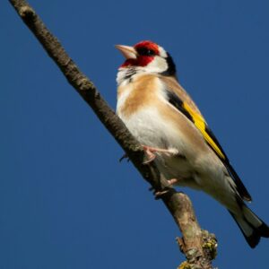 Goldfinch sat on a branch