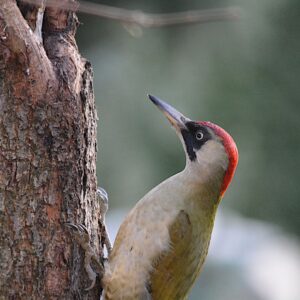 Green woodpecker on a tree 