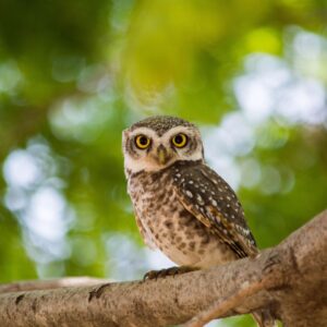 Little Owl sat in tree