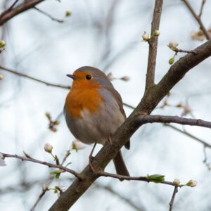 Robin sat on a branch
