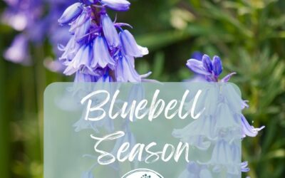 Spring is Bluebell season.