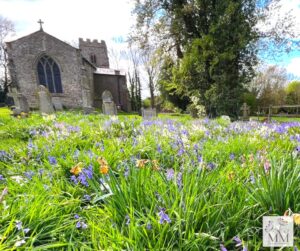 All Saints church Kirkby Mallory Bluebells spring