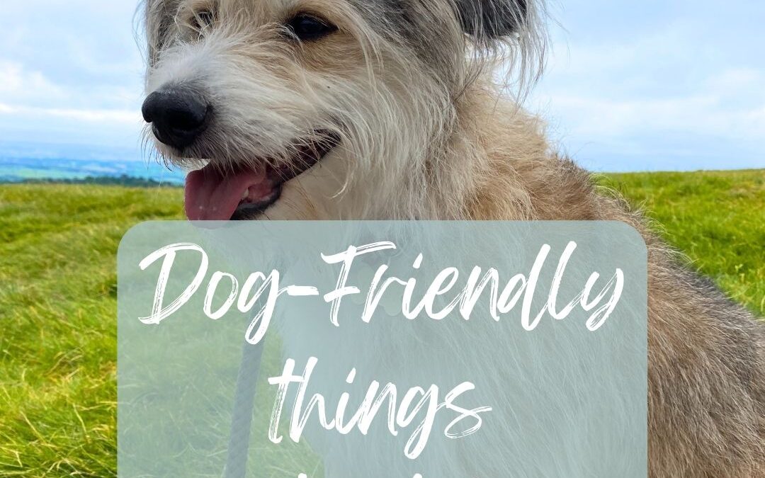 Top Dog-Friendly Things To Do In Leicestershire.