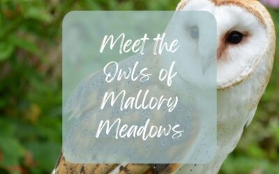 The Owls of Mallory Meadows