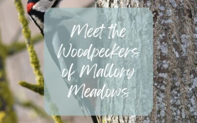 Woodpeckers of Mallory Meadows