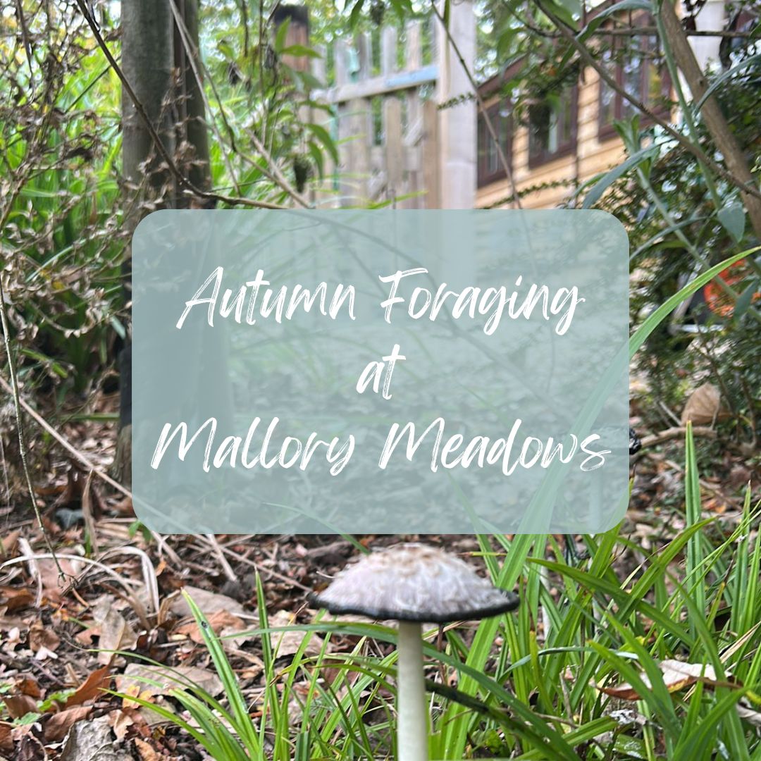 Autumn Foraging at Mallory Meadows